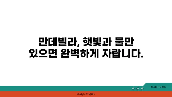 만데빌라 키우기 완벽 가이드| 햇빛, 물주기, 번식까지 | 만데빌라, 덩굴 식물, 실내 식물, 관리법