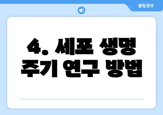 4. 세포 생명 주기 연구 방법