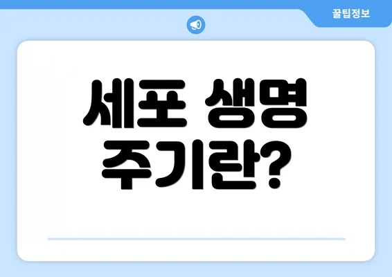 세포 생명 주기란?